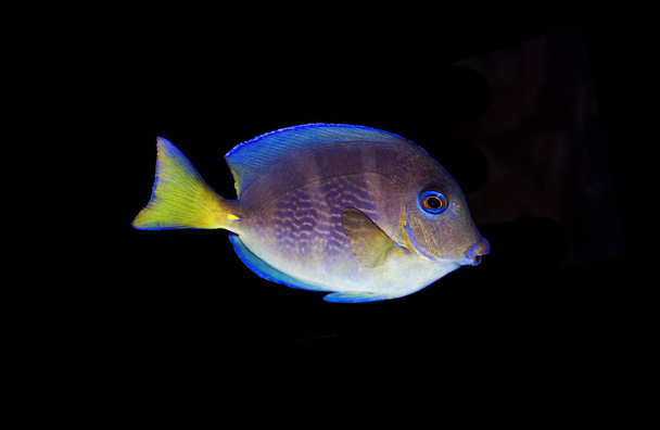 Blue (yellow juvenile) Atlantic ocean surgeonfish tang - Acanthurus coeruleus - Photo, Image