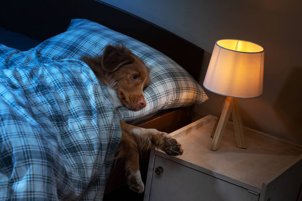 the dog is sleeping in bed. Disease, health, virus. Nova Scotia Duck Tolling Retriever under the blanket in the bedroom. pet indoor - Valokuva, kuva