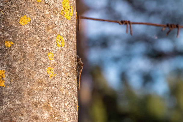 Rusia. San Petersburgo. Una libélula se deleita en los rayos del sol poniente aferrándose a un poste vertical con alambre de púas
. - Foto, imagen