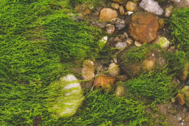Z různých velikostí oblázků umístěných v čerstvé zelené trávě na pláži. Textura vytvořená z přírodních prvků pro zvýšení povědomí o životním prostředí. - Fotografie, Obrázek