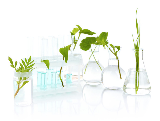 Plants in test tubes, isolated on white - Photo, image