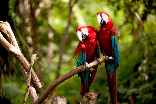 Värikäs tulipunainen macaw kyydissä oksalla
 - Valokuva, kuva