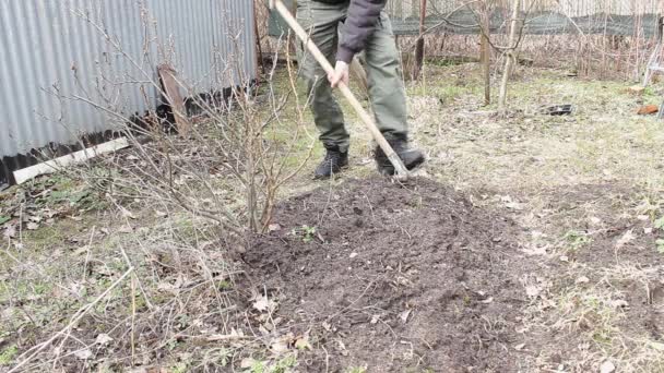 灰色のジャケットの男と太いひげが庭のベッドを掘る。スグリの大きな茂みが近くに成長します。雑草除去と土地管理。アースデイ4月22日春が来て、それは村に行く時間です - 映像、動画
