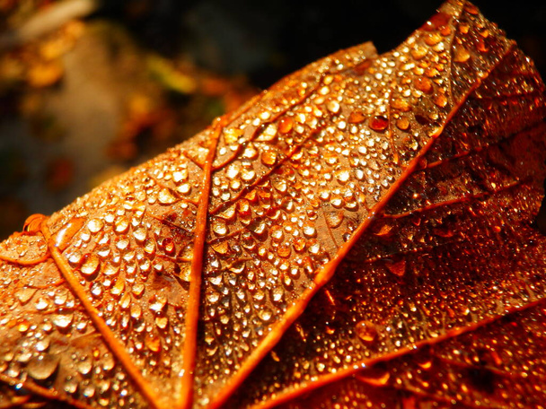 Осенний лист на солнце. - Фото, изображение