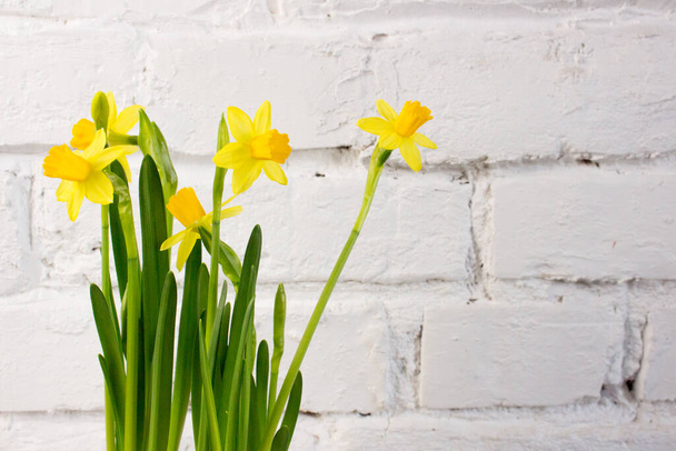 Narcisos amarillos (Narciso) flor en primavera. Hermosa primavera y decoración de Pascua
. - Foto, Imagen