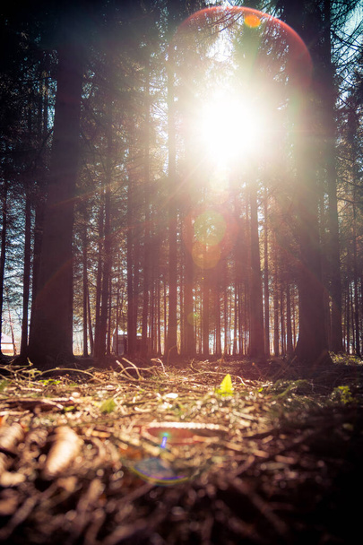 Coucher de soleil magique et rayons de soleil dans les bois, printemps. Malles d'arbres et lumière
. - Photo, image