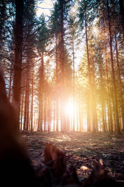Pôr-do-sol mágico e raios de sol na floresta, tempo de primavera. Troncos de árvores e luz
. - Foto, Imagem