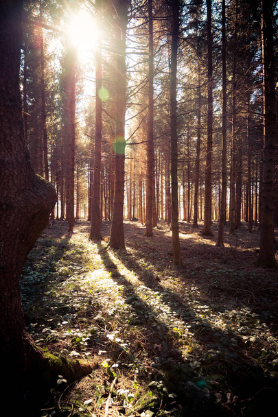 Magical sunset and sunbeams in the woodland, spring time. Tree trunks and light. - Fotoğraf, Görsel