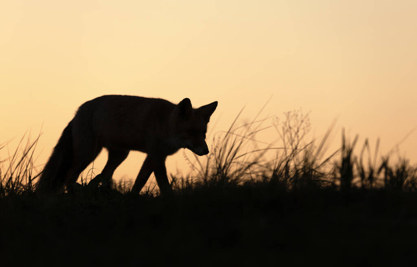 Silueta mladé lišky při západu slunce. - Fotografie, Obrázek