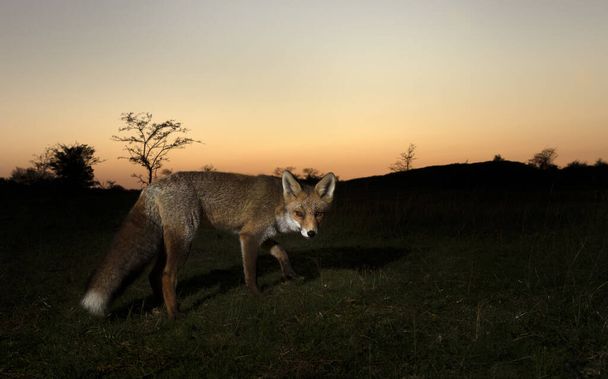 Detailní záběr mladé lišky při západu slunce. - Fotografie, Obrázek