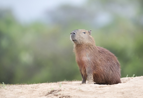 Primer plano de un Capybara sobre fondo claro en una orilla del río, Pantanal Sur, Brasil
. - Foto, imagen