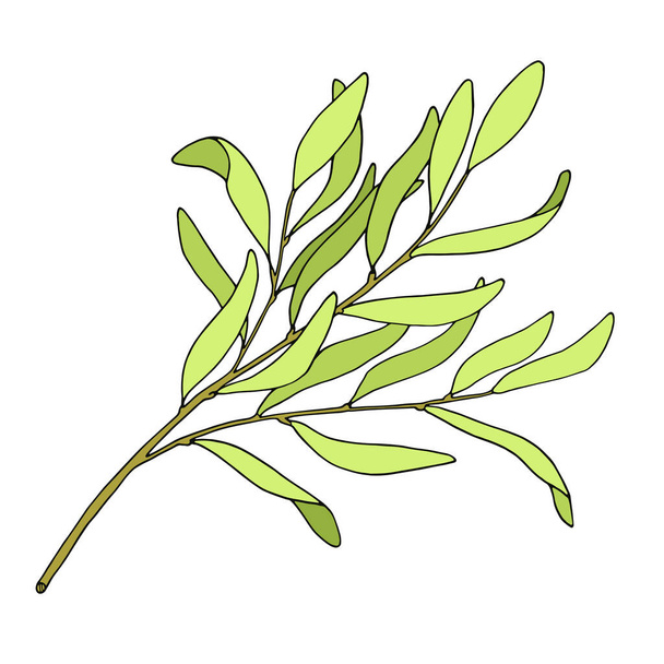 Theeboomblad vector illustratie. Handgetekende botanische doodle schets van Melaleuca alternifolia. Groene medicinale plant geïsoleerd op witte achtergrond. Kruid voor cosmetica, verpakking, etherische olie. - Vector, afbeelding