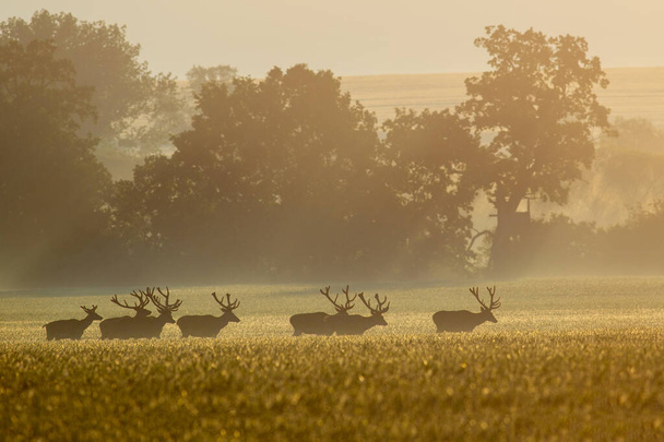 Ciervos migrando a través de un campo temprano en la mañana con el sol brillando
 - Foto, imagen