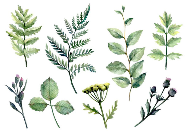 Blades of grass and plant leaves. set of color illustrations on a white - Foto, afbeelding