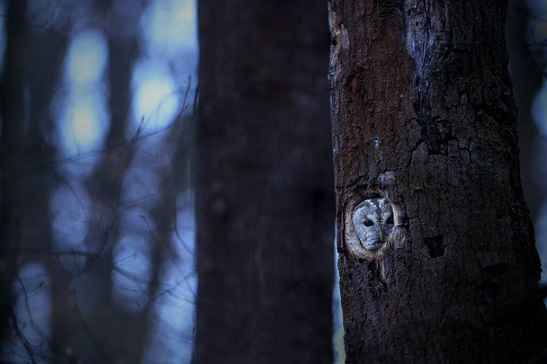Цікава сова виглядає з вкладеної порожнини в пустому дереві в лісі
 - Фото, зображення