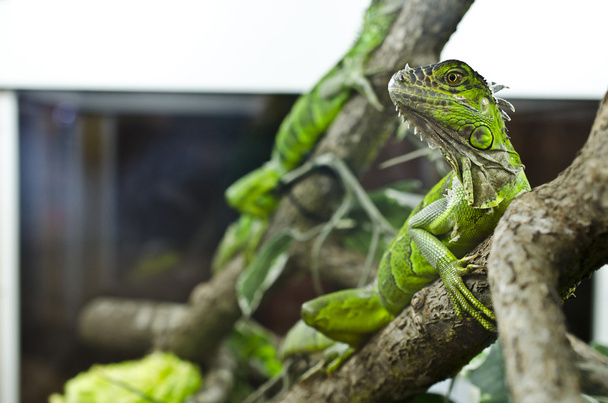 Iguana em aquário
 - Foto, Imagem