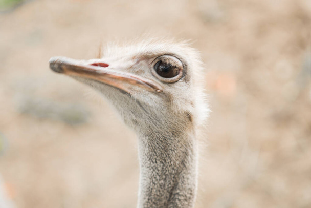 Close-up of the head of an ostrich - Fotoğraf, Görsel