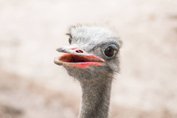 Close-up van het hoofd van een struisvogel - Foto, afbeelding
