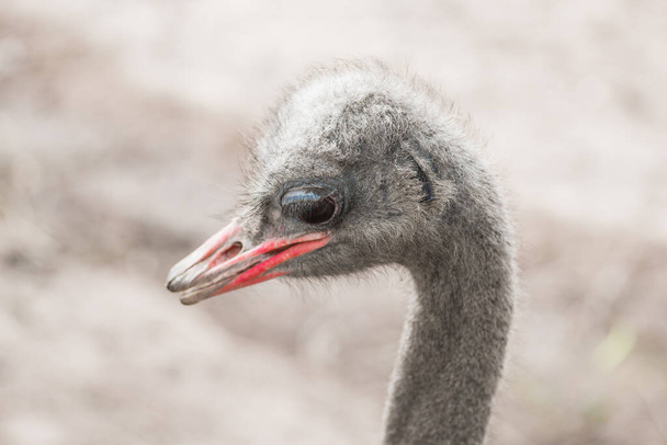 Close-up of the head of an ostrich - Фото, изображение