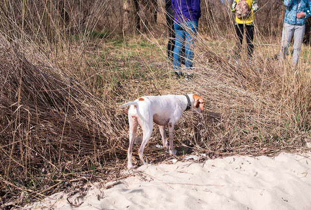 Sétálj egy gyönyörű kutyát a parton száraz fűvel. Sétáló emberek és kutyák - Fotó, kép