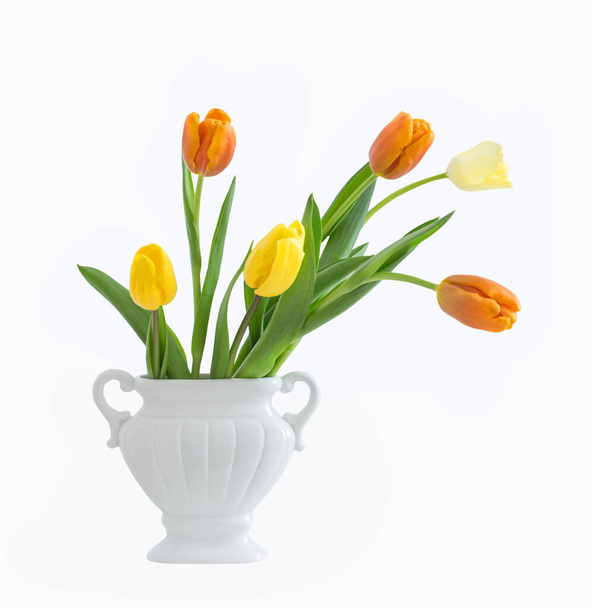 yellow and orange  tulips isolated on white background - Fotoğraf, Görsel