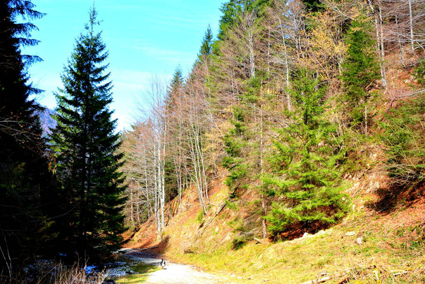 Piatra Feliului. Типичный пейзаж в Карпатах, в лесах Трансильвании, Румыния. Зеленый пейзаж в середине лета, в солнечный день
 - Фото, изображение