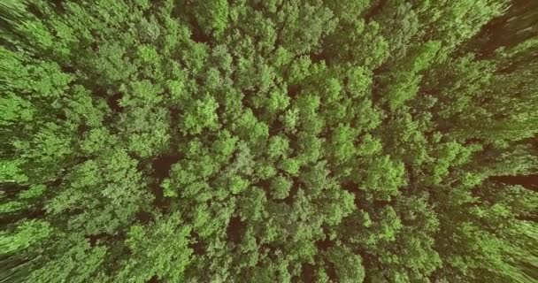 Atmosferische filmische trage drone beelden van een prachtige groene beboste boomtoppen die bewegen in de wind. - Video