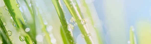 Крупный план зеленой травы с капельками дождя с красотой боке под солнечным светом для естественной и свежести концепции обоев
. - Фото, изображение