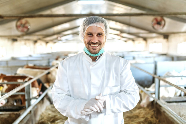 Attrayant caucasien souriant vétérinaire non rasé en uniforme, avec des gants et un filet à cheveux debout dans une caméra stable et regardant ar. En arrière-plan sont les veaux et les vaches
. - Photo, image