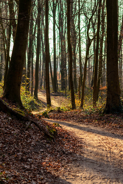 Ειδυλλιακό δάσος στο ηλιοβασίλεμα ηλιοφάνεια δημιουργεί μια ρομαντική ατμόσφαιρα κατά τη διάρκεια μια βόλτα στο δάσος με την οικογένεια και δείχνει ένα καθαρό περιβάλλον που αξίζει για την προστασία του περιβάλλοντος για να κρατήσει αυτό το ειδυλλιακό δάσος - Φωτογραφία, εικόνα