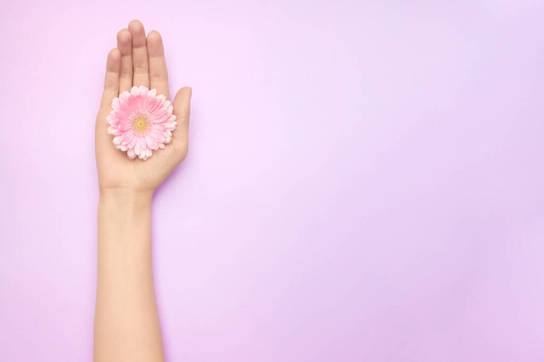 Nahaufnahme Frauenhand mit einer leuchtend rosa Gerbera Blüten auf einem lila Hintergrund mit Kopierraum. Frauengesundheitskonzept. Konzept der Werbung für kosmetische Produkte oder Hautpflege - Foto, Bild