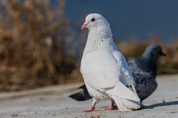 Una magnífica paloma blanca. La belleza de las palomas blancas en el parque. Aves urbanas. - Foto, Imagen