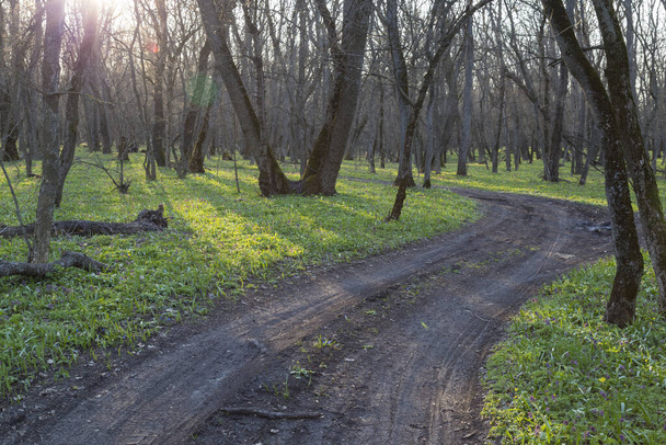 Spring nature landscape. Spring in forest at sunrise. Winding black dirt road winds among leafless deciduous trees and wild flower. Samara forest. Ukraine, Dnipro region. - Fotó, kép