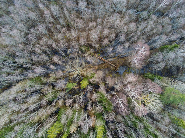 Αεροφωτογραφία των δέντρων από ψηλά στο φθινοπωρινό δάσος. Φυσικό τοπίο. Πλαίσιο υφής μοτίβου. - Φωτογραφία, εικόνα