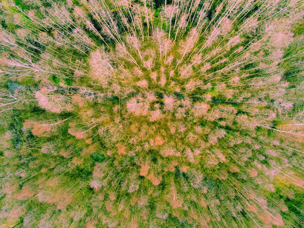 Aerial top view of trees from above in green summer forest. Natural landscape. Pattern texture background. - Photo, Image