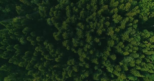Kırsaldaki büyük yeşil sık ormanın insansız hava aracı görüntüsü. - Video, Çekim