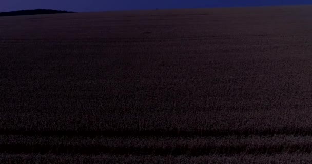 Nachtbeelden over tarwevelden die op grote schaal worden geteeld voor de graankorrels die op meer landoppervlak worden geteeld dan enig ander voedselgewas. - Video