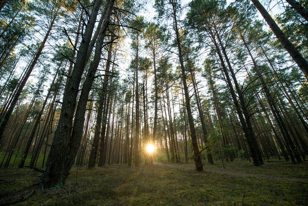 Вечерний живописный лес, освещенный заходящим солнцем
 - Фото, изображение