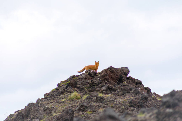 Красная лиса среди камней, Камчатский полуостров, Россия
. - Фото, изображение