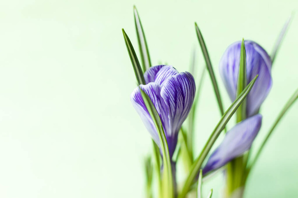 Великий крокус Crocus sativus C. vernus квітки з фіолетовими смугами на світло-зеленому тлі для листівок, вітання на День матері, День святого Валентина. Копіюю простір. Підсумок. - Фото, зображення