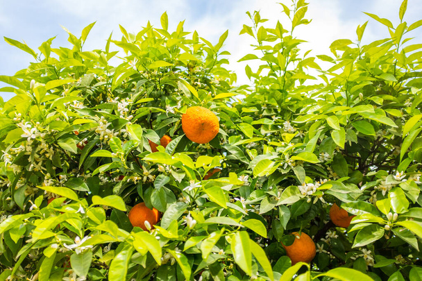 Rippen Tangerines Hing on Beautiful Green Tangerine Tree with White Flowers on Blue Partically Cloudy Sky - Фото, зображення