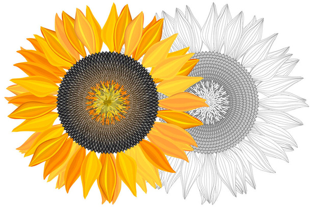 Bright sunflower on white background with clipping mask - Vector, Image