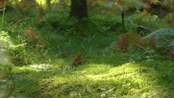 SLOW MOTION: Jogger running through the woods trips and falls onto mossy ground. - Video, Çekim