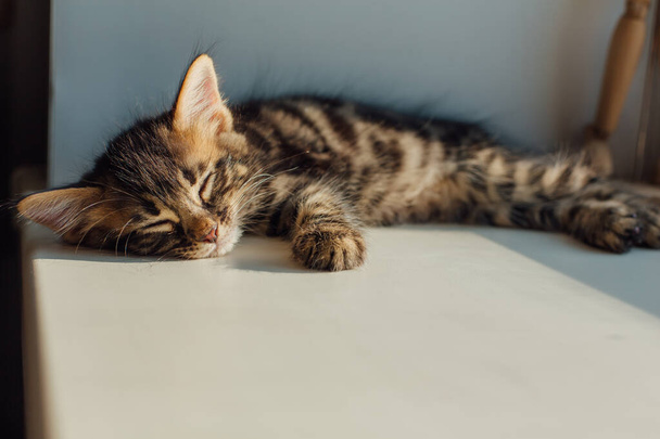 Cute charcoal bengal kitty cat laying on the windowsill and sleeping - Zdjęcie, obraz