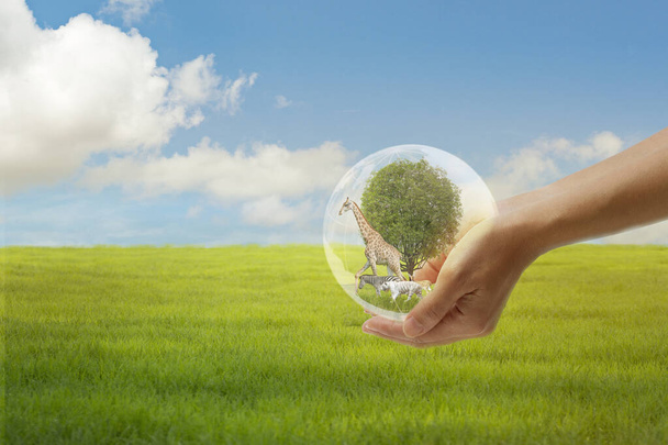 Concept Nature reserve conserve Wildlife reserve , Ecology Human hands protecting the wild and wild animals, trees in crystal globe in the hands nature background - Photo, Image
