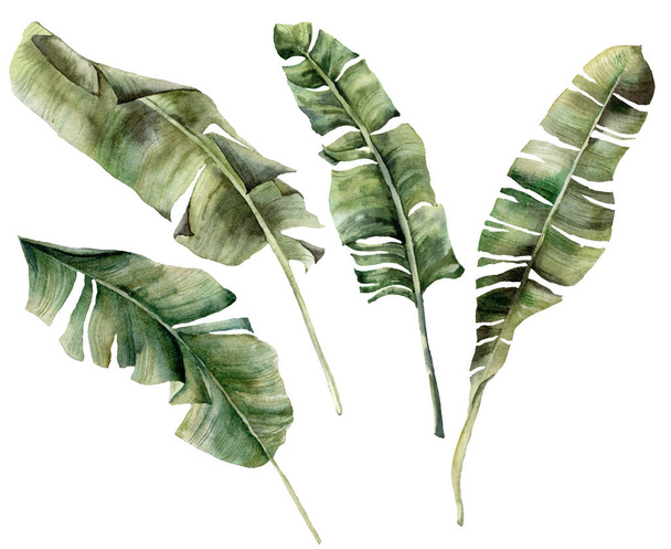 Aquarel tropische set met exotische bananenbladeren. Handgeschilderde palmtakken geïsoleerd op witte achtergrond. Bloemen illustratie voor ontwerp, print, stof of achtergrond. - Foto, afbeelding