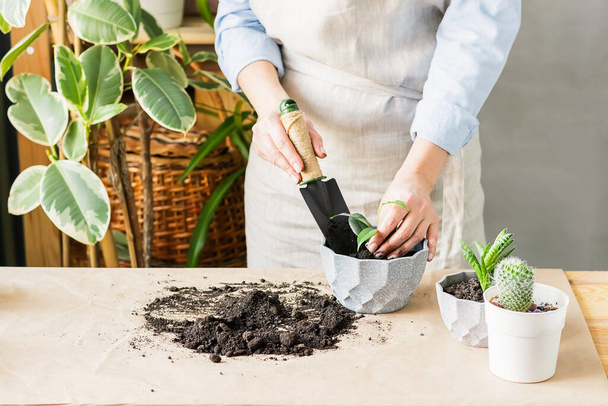 A woman is gardening near the window of the house, replanting a green plant in a pot. The concept of home gardening. - Photo, Image