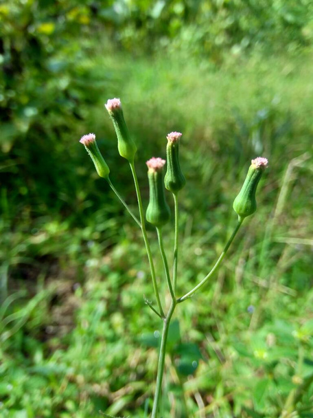 Emilia sonchifolia (lilac tassel flower, Cacalia sonchifolia L.) with natural background - Photo, Image
