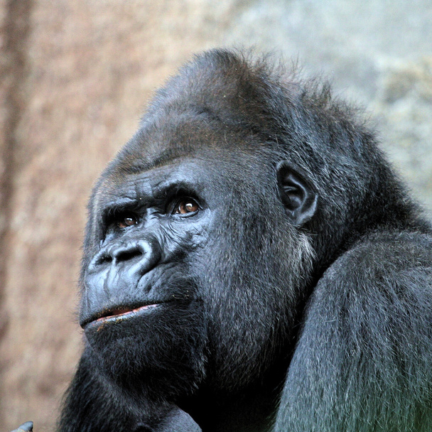 Mountain Gorilla - Foto, Imagen