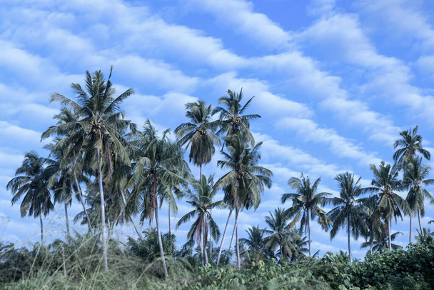 красиве синє небо з кокосовими деревами на передньому плані
 - Фото, зображення